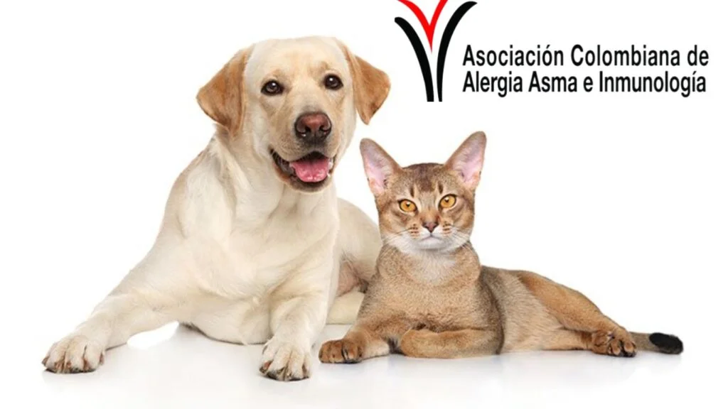 Animales Domésticos